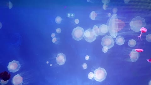 Jellyfish dancing II