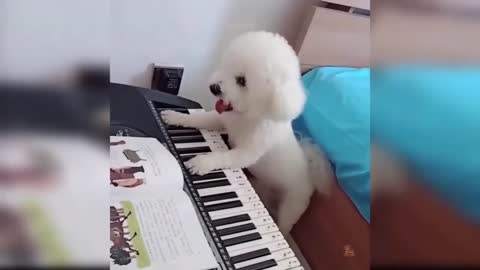 ♥the best pianist dog in the world looking to become famous♥