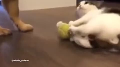 Fantasting very cat funny video