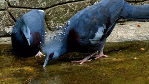 | Most Beautiful || Victoria Crowned Pigeon