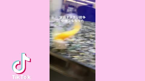 🇯🇵🗾Funny Japanese Animal 😻 Tik Tok Video 2021