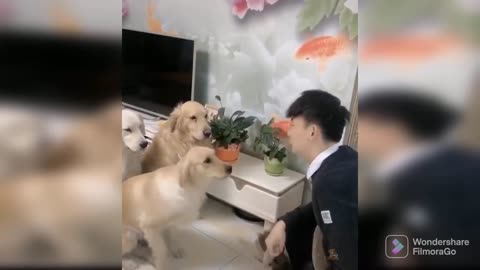 Very funny puppy video