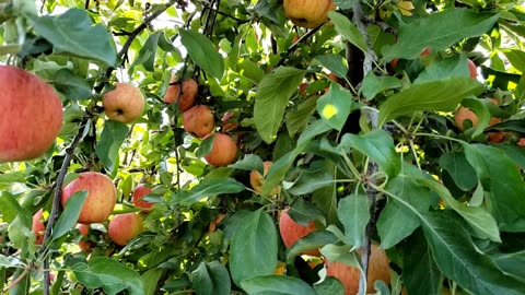 Harvesting Gala Apple Variety in An Apple Farm