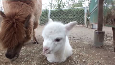 Cute And Adorable Baby Alpacas