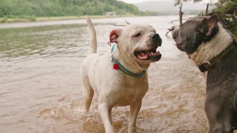 dogs play in the river