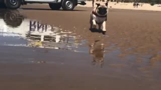 Pug running in slow motion is ready for lifeguard duty