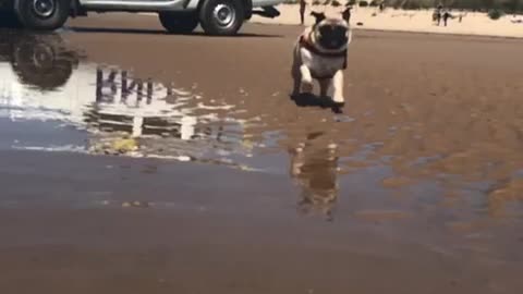 Pug running in slow motion is ready for lifeguard duty