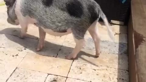 Ginger the Mini Pig scratching her butt