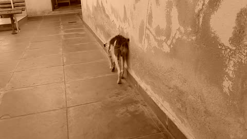 Old Dog deeply marked the Wall