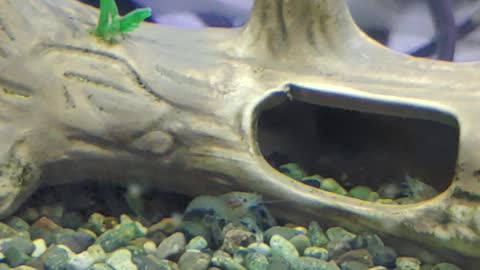 Baby crayfish ina mini fish tank