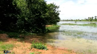 Primitive Technology: Man Make Crocodile Trap - How To Make Big Crocodile Trap Work