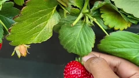 Plucking ripe strawberries grown using Aeroponic technique