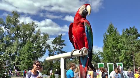 parrot birds bird feathered race beak parrots green