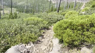 Hiking the Alpine Zone Between Booth Lake and Square Lake – Three Fingered Jack Loop – 4K