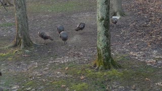 Spring Turkey Gathering