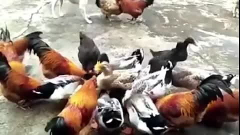 Chickens versus dogs - Funny video compilation