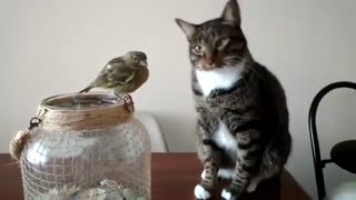 Gentle Kitty Touching Bird