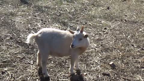 Goats make the strangest sounds!