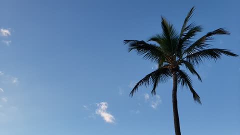 Palm Trees, Beach - Palm Beach, FL