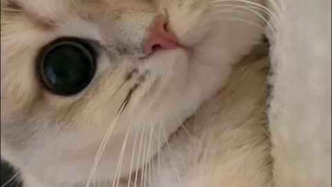 Cute cat routine