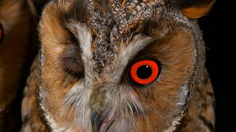 "Whoo Whoo: A Fascinating Look into the World of Owls"