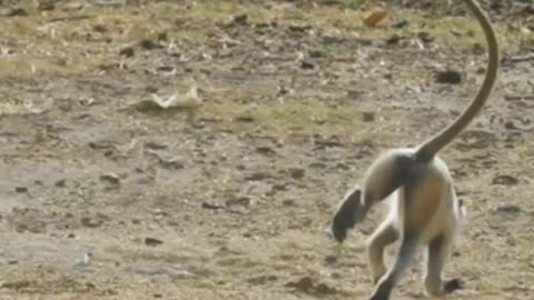 Monkey Mischief Madness: A Hilarious Compilation of Playful Primate Antics