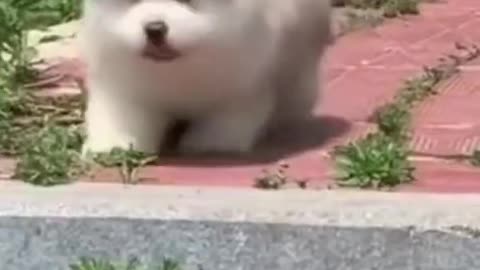 Falling Cute Fluffy Puppies will warm your heart. Try not to Laugh#2