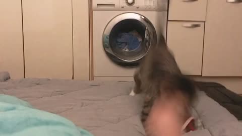 Cat playing with toys with the owner