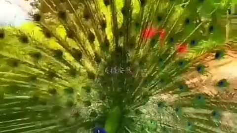 The most beautiful peacock I have ever seen 😍😍😘 #viral