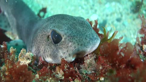 Close Up of a Catshark