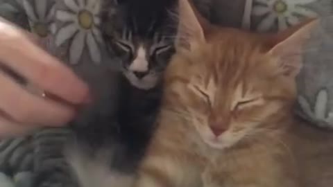 Baby kittens purring