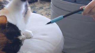 Kitty vs. pencil