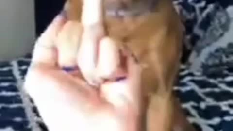 dogs can't see middle finger to them😂😂
