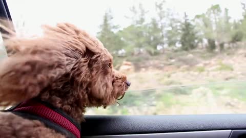Smart Dog At driving