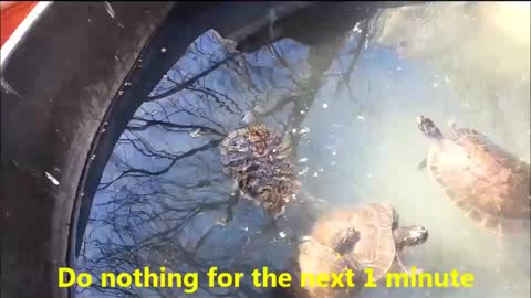 Turtle Mauled by Dog Swims Again 😊 - Alternative to Calm App