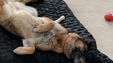 Day in Life of GSD