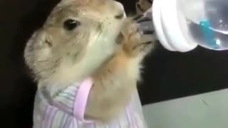 Hamster Drinking Water From Bottle Will Melt Your Heart