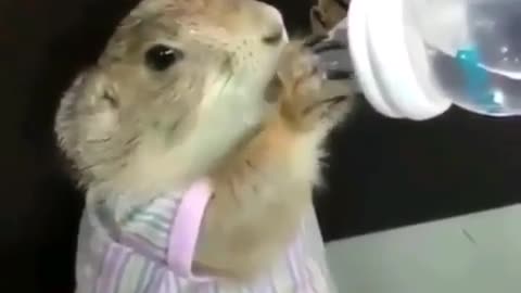 Hamster Drinking Water From Bottle Will Melt Your Heart