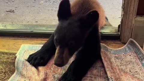 Itchy Bear Cub Claims The Rug