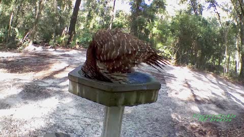 Florida Wildlife - Barred Owl Takes A Bath at the Oasis