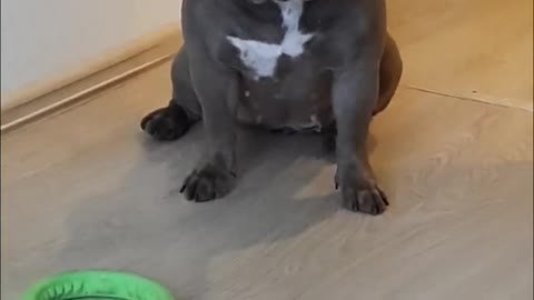 American Bully Gerda asks to play with her.