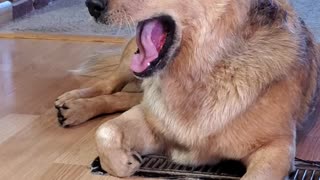 Adorable dog self soothing