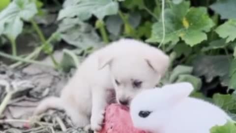 The weather is too hot, and dogs and rabbits are busy eating watermelon