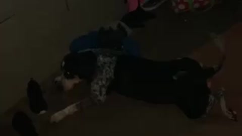 Crawling dogging