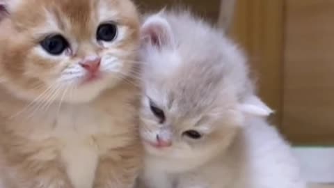 Cute cats 😘😘👍👍