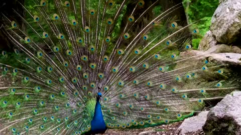 Birds beautiful birds peacock 🦚 🦚 dancing video full HD