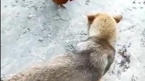 Chicken VS Dog Fight best part