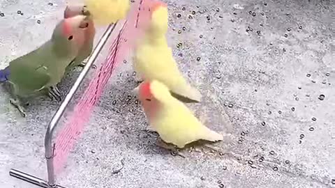 Parrots playing volleyball