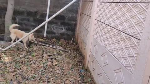 Dog has intense standoff with deadly cobra before official arrives to remove it in India