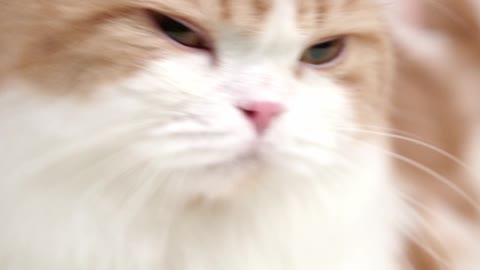 cute cat sad status video | best cat funny video